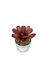 Bromélia Rosa Delicada - Vaso Elegance Redondo 1 - Branco Carrara - comprar online