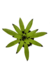 Bromélia Pinta Negra - Vaso Elegance Floral - Verde Guatemala - comprar online