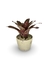 Bromélia Marmorata - Vaso Elegance Redondo 2 - Travertino