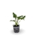Planta Ornamental - Xanadú (Philodendron xanadu) - loja online