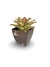 Bromélia Multicollor - Vaso Elegance Quadrado 3 - Café Imperial