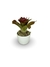 Bromélia Coração Rubro - Vaso Elegance Redondo 1 - Branco