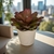 Bromélia Toda Linda - Vaso Elegance Floral - Travertino - comprar online