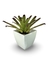 Bromélia Canela Preta - Vaso Elegance Quadrado 3 - Branco na internet