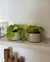 Philodendron limão em cachepot Mini - Greige