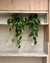 Philodendron verde em Cachepot Linhas cor milk (M ou G) - Ohland Botânica