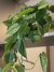 Philodendron verde em Cachepot Linhas cor milk (M ou G) na internet