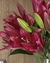 Arranjo floral: Lilly na internet