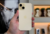 iPhone 15 - loja online