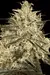 Atomical Haze