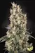 Mendocino Skunk