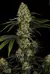 L.A Amnesia