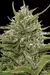 Auto Whiteberry