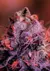 Gordo Master Kush