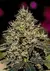 Critical #47