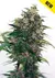 Somango #47 Auto