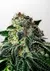 Mystic Cookie Auto