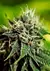 Critical #47 Auto