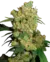 Big Bud