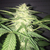 Mass Kush Auto