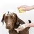Limpa Pelos SpaPet – Banho & Massagem para Cães e Gatos