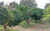 Imagen de Finca Rústica Frutal