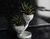 Double Tree Pot en internet
