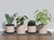 Elegant Planters - comprar online