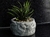 Rock Pot