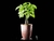 Ventra Pot - comprar online