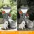 Lâmpada solar para gato e cachorro, cachorro, criatividade de coelho, estátua, na internet