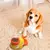 Dispensador Automático de Petiscos - Ideal para Gatos e Cães de Pequeno Porte - comprar online