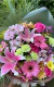 Buquê de Flores do Campo G - loja online