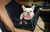 Cadeirinha para Cachorros- TrueSeat - Hidropet