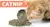 CATNIP DESHIDRATADO en internet