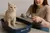 PIEDRA AGLUTINANTE MOLLY CAT EN BIDON DE 5 Kg en internet