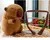 Pelúcia de Capivara Fofa 35cm