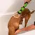 Pulverizador de alta pressão + bico de mangueira para pets - comprar online