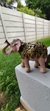 Elefante Indiano Ouro Envelhecido – Símbolo de Sorte e Prosperidade - loja online