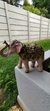 Elefante Indiano Ouro Envelhecido – Símbolo de Sorte e Prosperidade