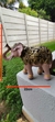 Imagem do Elefante Indiano Ouro Envelhecido – Símbolo de Sorte e Prosperidade