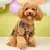 Estilo Pet | Camisola Retrô para Cães Pequenos – Aconchego e Charme em um Só Look! na internet
