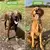 Petz Jet - loja online
