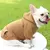 Estilo Pet | Moletom para Cães – A Escolha Certa para Outono e Inverno! na internet
