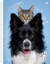 Imagem do Caderno Universitário My Pets 10M - 160fls