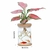 Vaso Hidroponia para Flores e Plantas na internet