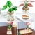 Vaso Hidroponia para Flores e Plantas - loja online