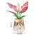 Vaso Hidroponia para Flores e Plantas - comprar online