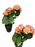 Planta con flores artificiales en internet