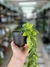 Planta colgante